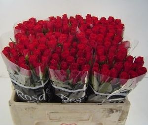 ROSE RED CALYPSO KENIA 50